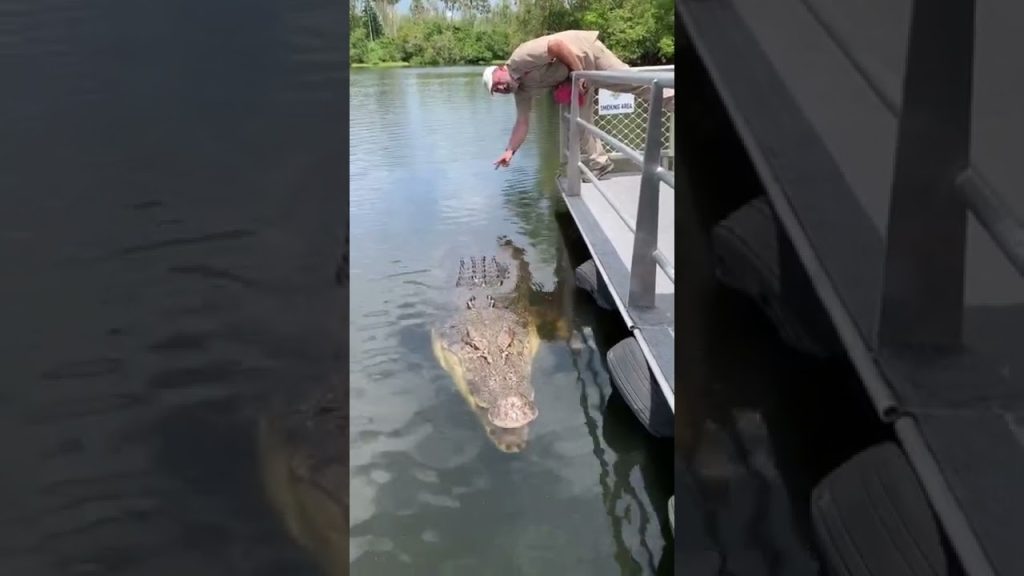 Absolutely Massive Crocodile 🐊 #shorts #animals #reptile #giant #dinosaur #zoo #crocodile
