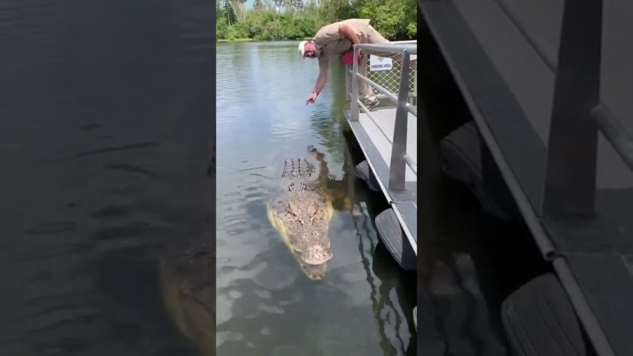 Absolutely Massive Crocodile 🐊 #shorts #animals #reptile #giant #dinosaur #zoo #crocodile