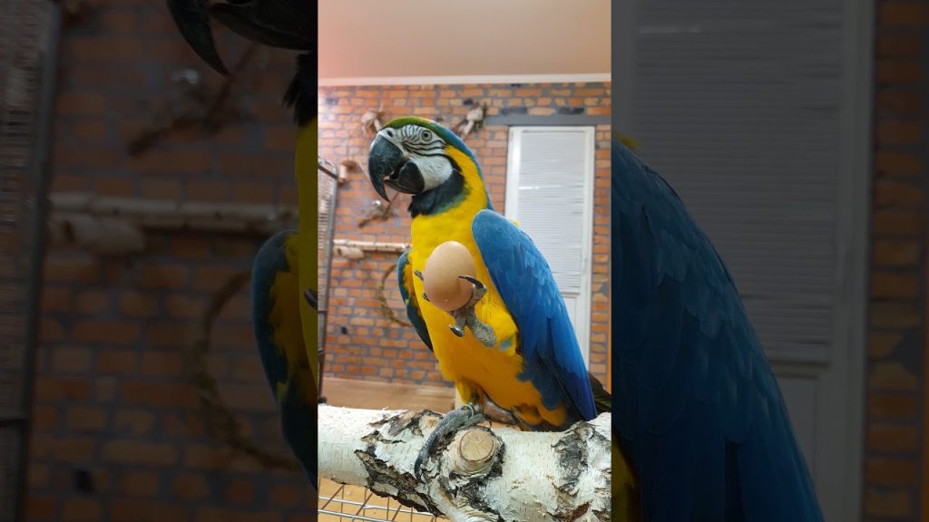 What if you give Macaw parrot egg? #shorts