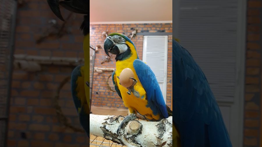 What if you give Macaw parrot egg? #shorts